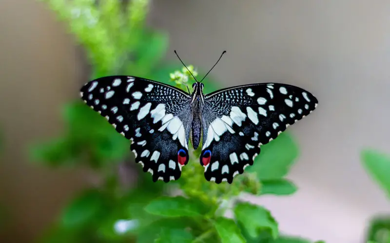 a black and white beautiful butterfly