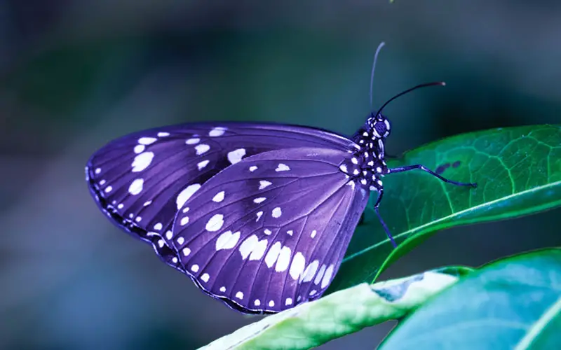 white and purple butterfly on green leaf