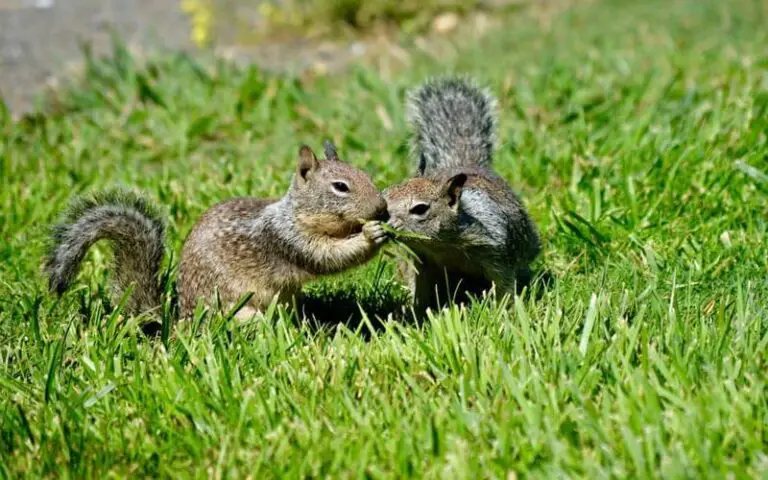 90+ Funny Quotes About Squirrels For A Nutty Day