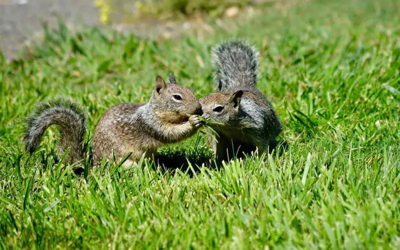 funny quotes about squirrels